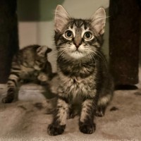 Photo of Howie **2nd Chance Cat Rescue**