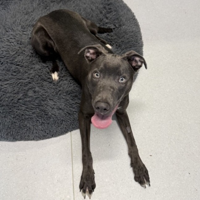 Photo of Buddy
