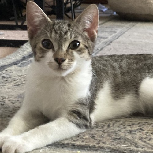 Rosie - Domestic Short Hair (DSH) Cat