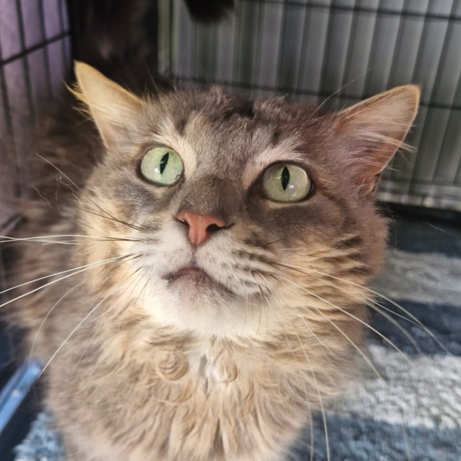 Photo of Tommy