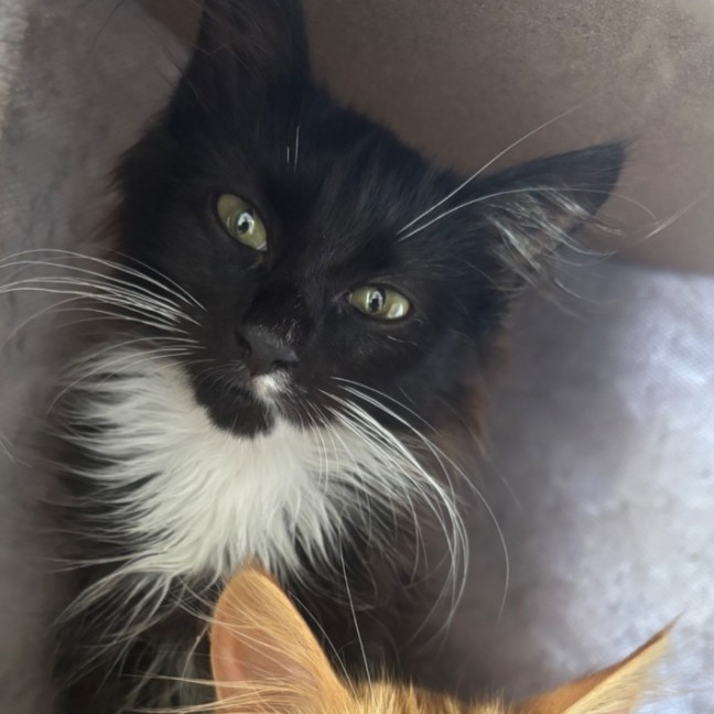 Photo of Otis