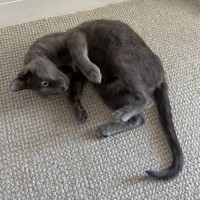 Photo of Poppy