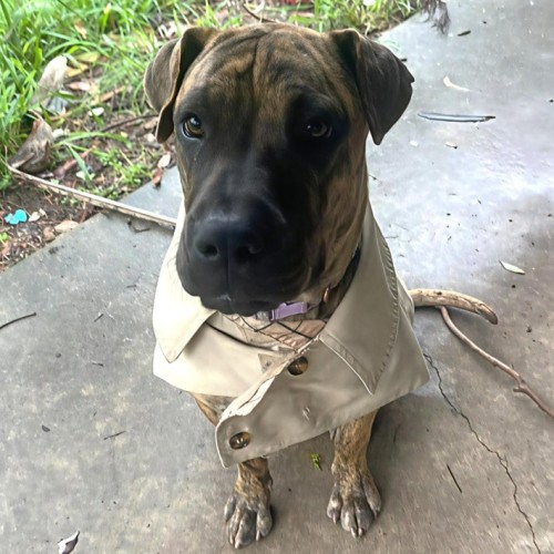 Spring Roll - Bullmastiff x Shar Pei Dog