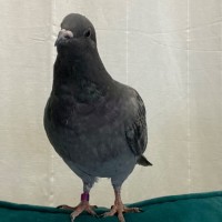 Photo of Mabel