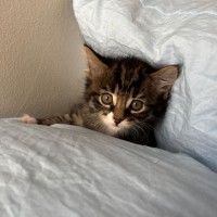 Photo of Vicomte De Valmont