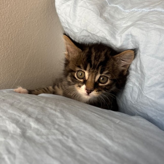 Photo of Vicomte De Valmont