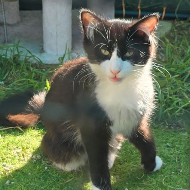 Photo of Alfie