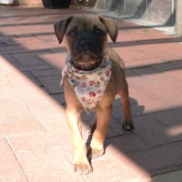 Photo of Gidget