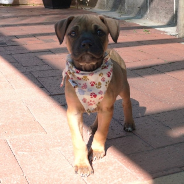 Photo of Gidget