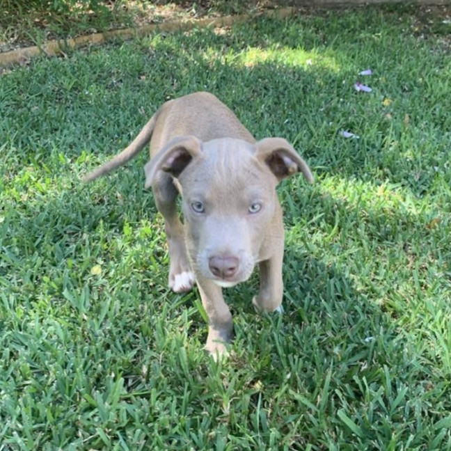 Photo of Bodhi 😎🐶