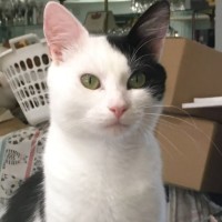 Photo of Magpie ^^Dandy Cat Rescue^^