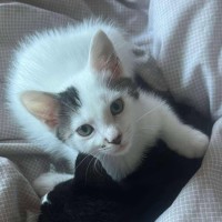 Photo of Freckle