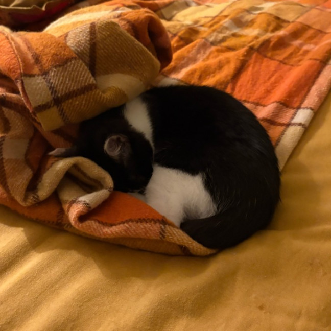 Photo of Willy Wobbla