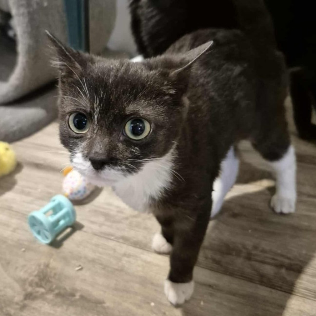 Photo of Andre Agassi**2nd Chance Cat Rescue**