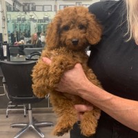 Photo of Little Sarge 