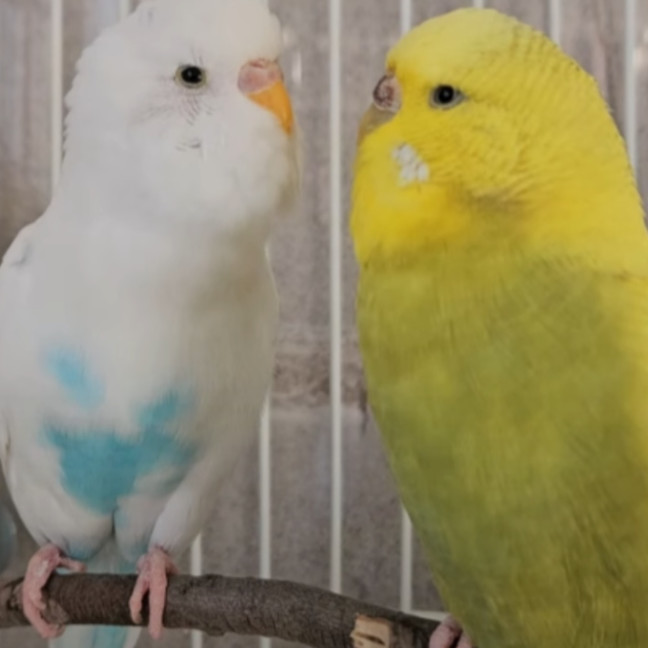 Photo of Smol Tennis Ball