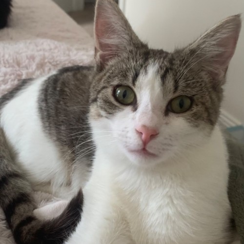 Dove - Domestic Short Hair (DSH) Cat