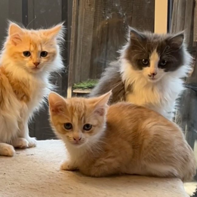 Photo of Dill Pickle