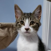 Photo of Banksia ^^Dandy Cat Rescue^^