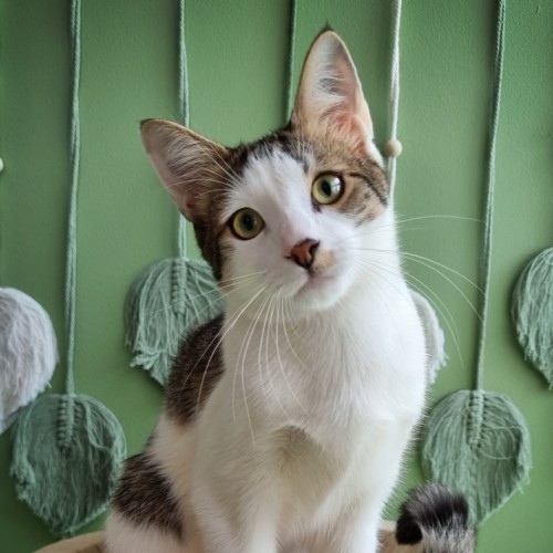 Tofu - Domestic Short Hair (DSH) Cat