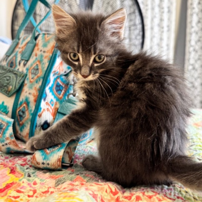 Photo of Chester A.K.A Chesticles