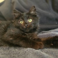 Photo of Meowcolm 