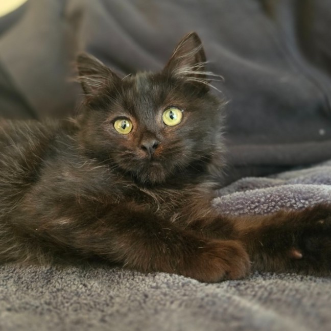 Photo of Meowcolm 