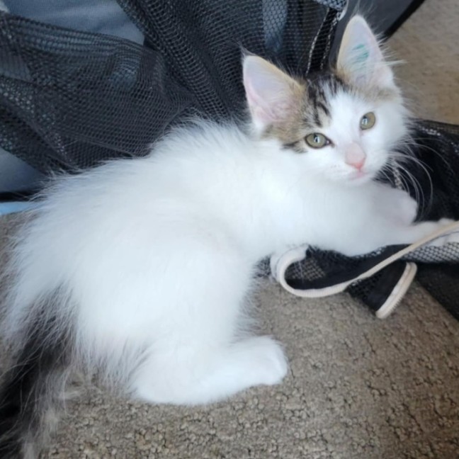 Photo of Flash   Located In Deer  Park