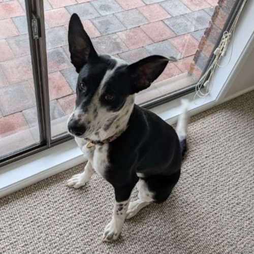 Queenie - Border Collie x Australian Cattle Dog