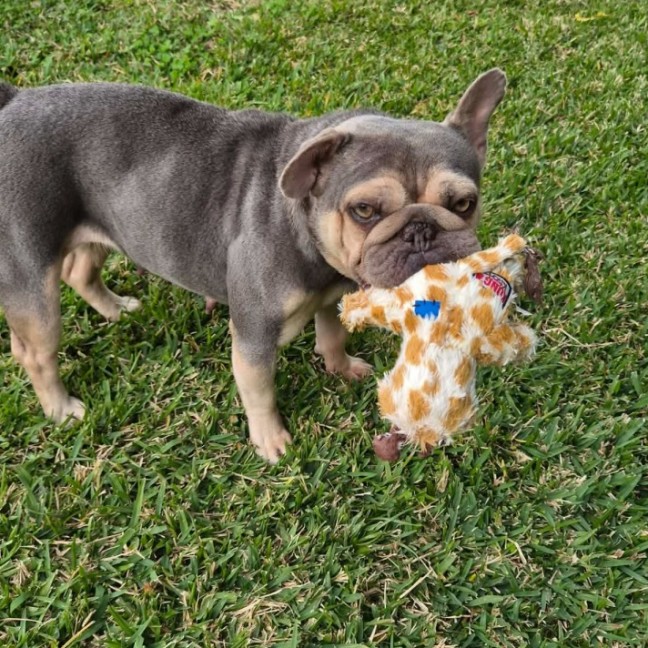 Photo of Mesha