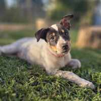 Photo of Mallymkun Mouse