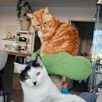 Photo of Scofflaw 