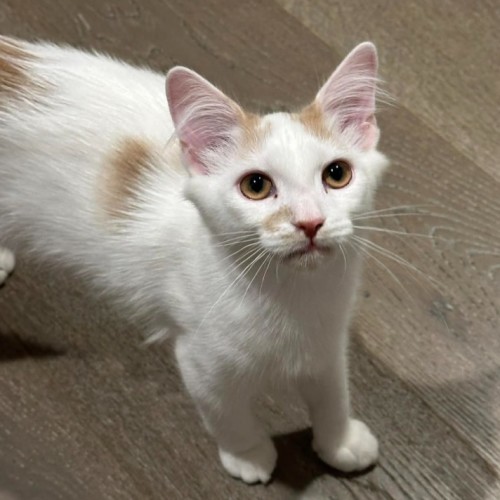 Major Tom - Domestic Medium Hair (DMH) Cat