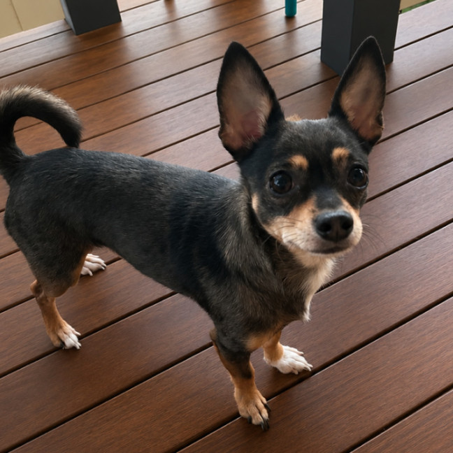 Photo of Charko