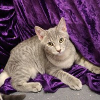Photo of Tundra