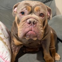 Photo of Tazzie