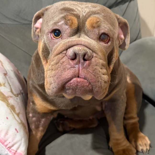 Photo of Tazzie