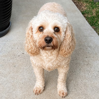 Photo of Lilly