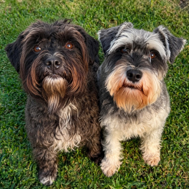 Photo of Honey & Sox