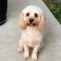 Photo of Lilly