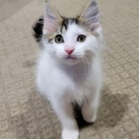 Photo of Flash   Located In Deer  Park