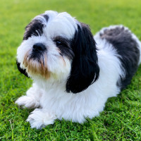 Photo of Ollie