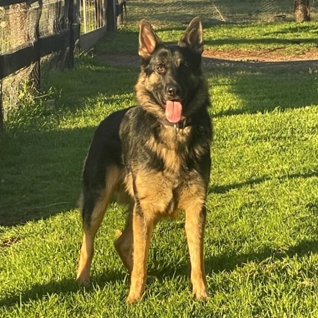 Photo of Kovu