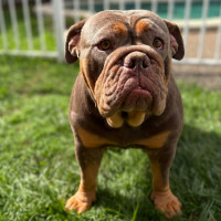 Photo of Tazzie