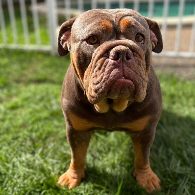 Photo of Tazzie