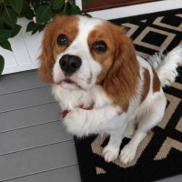 Photo of Bonnie