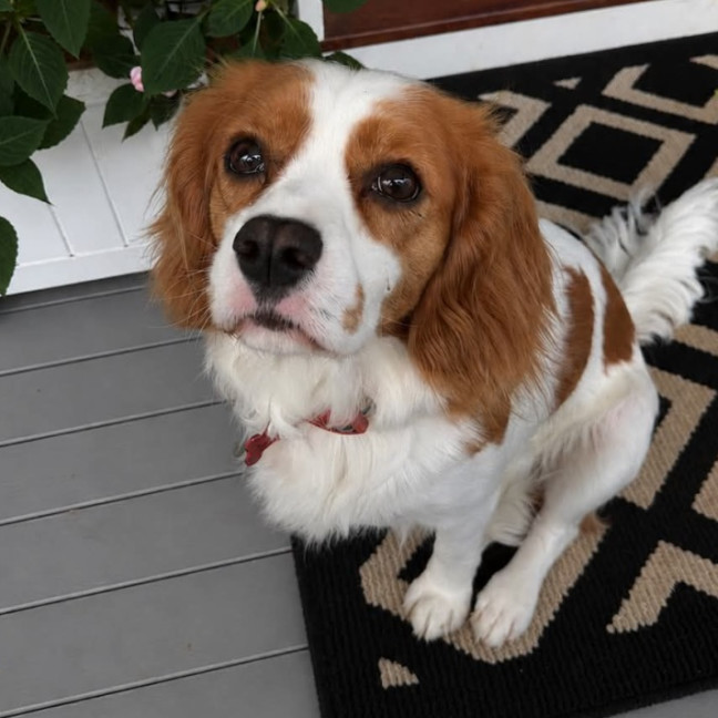 Photo of Bonnie