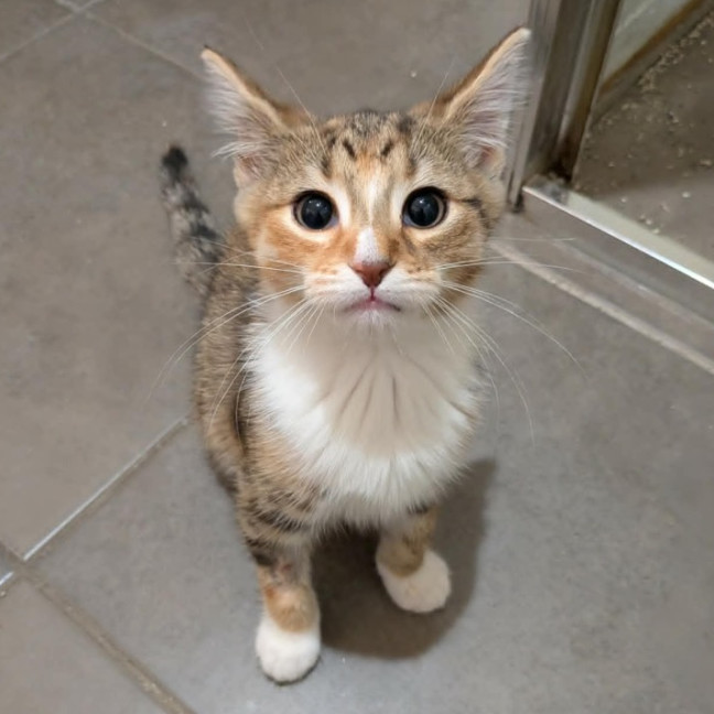 Photo of Biscoff