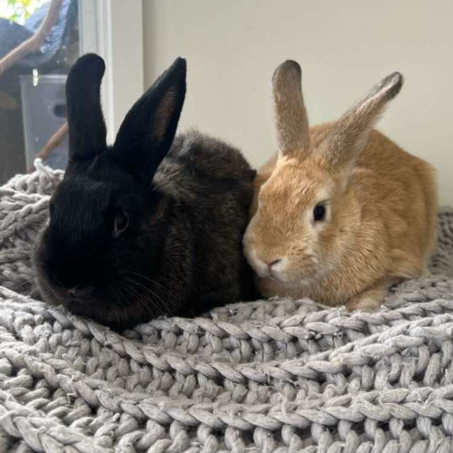 Photo of Eggy & Ellis