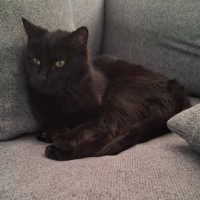 Photo of Midnight